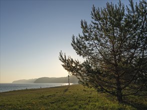 A lone tree on the shore during sunset with a view of the sea and a grassy coastline, Binz, Rügen,