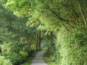 A narrow path leads through a dense, green forest under a canopy of leaves in summer, Borken,