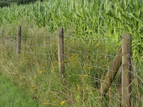 A fenced cornfield with wild yellow flowers and green grass along a path, Borken, Münsterland,