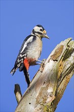 Great spotted woodpecker, greater spotted woodpecker (Dendrocopos major) male foraging on dead tree