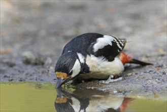 Great spotted woodpecker, greater spotted woodpecker (Dendrocopos major) female on muddy shore