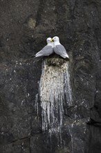 Black-legged kittiwakes (Rissa tridactyla) pair nesting on rock ledge in sea cliff at seabird