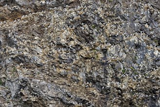 Seabird breeding colony of black-legged kittiwakes (Rissa tridactyla) nesting on rock ledges in sea