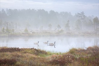 Canada geese, Canadian goose flock (Branta canadensis) swimming in moorland, marsh, covered in