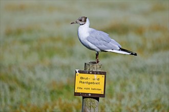 Black-headed gull (Chroicocephalus ridibundus) in transition, non-breeding moult perched on sign of