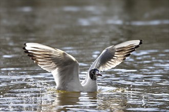 Black-headed gull (Chroicocephalus ridibundus, Larus ridibundus) in transition, spring moult