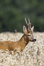 European roe deer (Capreolus capreolus) buck, male during the rut in wheat field, cornfield in