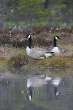 Two Canada geese, Canadian geese (Branta canadensis) resting on lake bank in moorland, marsh in