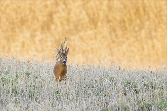 European roe deer (Capreolus capreolus) buck, male with twig stuck in its antlers during the rut in