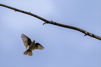 Tree pipit (Anthus trivialis, Alauda trivialis) landing in tree while singing in spring