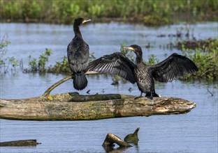 Great cormorants (Phalacrocorax carbo) two juveniles perched on fallen tree trunk in pond and