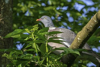 Common wood pigeon (Columba palumbus) perched in tree in spring