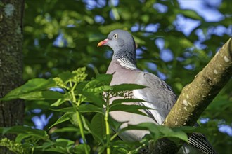 Common wood pigeon (Columba palumbus) perched in tree in spring