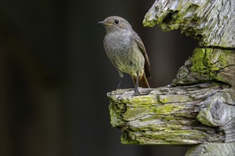 Black redstart (Phoenicurus ochruros gibraltariensis) female, first calendar year male perched on