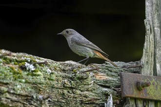 Black redstart (Phoenicurus ochruros gibraltariensis) female, first calendar year male perched on