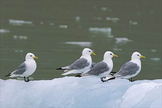 Four black-legged kittiwakes (Rissa tridactyla) in breeding plumage resting on ice floe in the