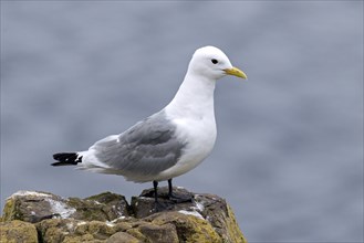 Black-legged kittiwake (Rissa tridactyla, Larus tridactylus) adult in breeding plumage perched on