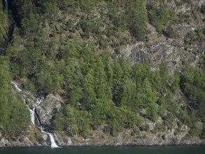 Steep forested mountains with a bubbling brook, Flam, Norway, Europe