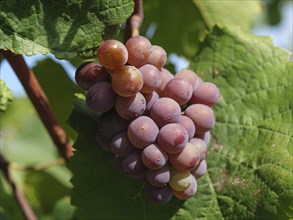 Close-up of purple grapes on a vine with green leaves, Wissembourg, Alsace, France, Europe