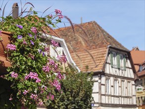 Flowers in the foreground and half-timbered houses under a blue sky in the background, Wissembourg,