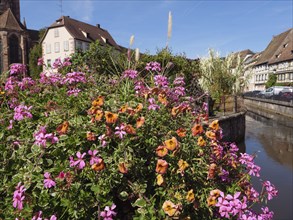 A town view with lush flowers and a canal, Wissembourg, Alsace, France, Europe