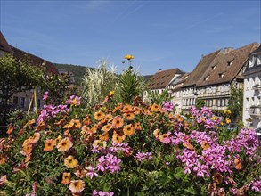 A colourful flowerbed in the middle of a town under a blue sky, Wissembourg, Alsace, France, Europe