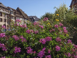 Town street with half-timbered houses and colourful flowers, sunny day, Wissembourg, Alsace,