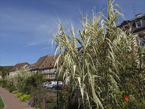 Tall plants by the roadside next to traditional houses under a blue sky, Wissembourg, Alsace,