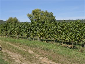 A vineyard with green vines under a blue sky in a natural landscape, Wissembourg, Alsace, France,