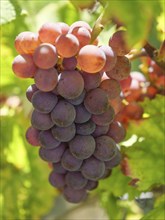 Purple grapes growing on a vine surrounded by green leaves, Wissembourg, Alsace, France, Europe