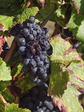 Close-up of dark grapes on a vine with green and red leaves, Wissembourg, Alsace, France, Europe