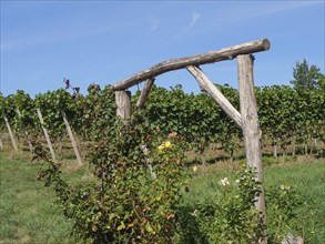 Vineyard with a wooden structure surrounded by vines and plants, Wissembourg, Alsace, France,