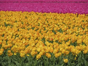 Yellow tulips dominate the picture with a row of pink tulips in the background, amsterdam, holland,
