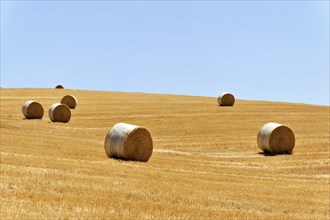 Hay bales scattered in a large golden field under a clear blue sky, Tuscany, Italy, Europe Italy,