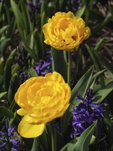 Close-up of two bright yellow tulip blossoms between purple flowers in a garden, amsterdam,