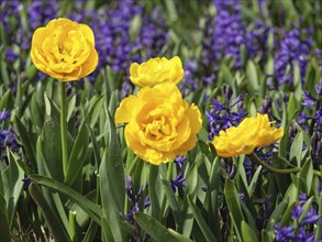 A group of yellow tulip blossoms among purple flowers, shining in a spring-like ambience,