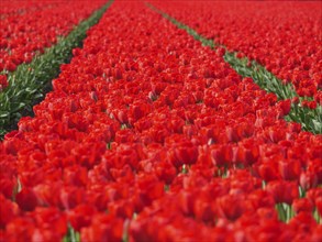 Endless rows of red tulips covering the landscape, amsterdam, holland, netherlands