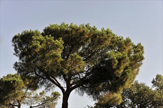 Large pine tree under a clear sky on a sunny day, Tuscany, Italy, Europe