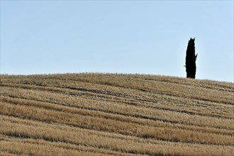 Cypress near San Quirico d'Orcia, Val d'Orcia, Tuscany, Italy, Europe, Lone tree on a dry hill with