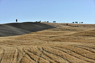 Cypresses near San Quirico d'Orcia, Val d'Orcia, Tuscany, Italy, Europe, Wide dry hills with