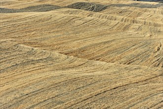 Harvested fields south of Siena, Crete Senesi, Tuscany, Italy, Europe, Golden fields with