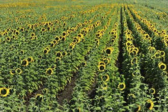 Sunflower field, Sunflowers (Helianthus annuus), Landscape south of Montepulciano, Tuscany, Italy,