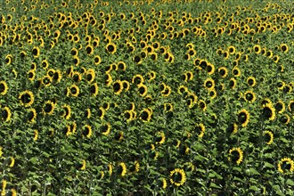 Sunflower field, Sunflowers (Helianthus annuus), Landscape south of Montepulciano, Tuscany, Italy,