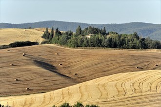 Straw bales, harvested wheat fields, south of Montepulciano, Tuscany, Italy, Europe, Wavy hilly