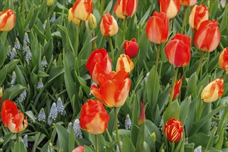 Brightly coloured tulips in full bloom in a lush spring garden, The Hague, Netherlands