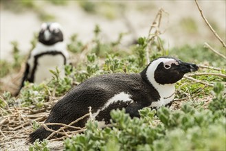 Colony of African Penguins (lat. Spheniscus Demersus) at Boulders Beach in Simonstown, South