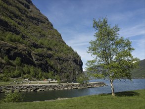 A tree on a lakeshore with mountains and rocks in the background, Flam, Norway, Europe