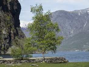 A single tree stands on the shore of a lake, surrounded by mountains and rocks, Flam, Norway,