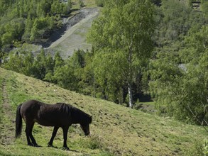 Black horse grazing on a green hill, trees in the background, Flam, Norway, Scandinavia, Europe