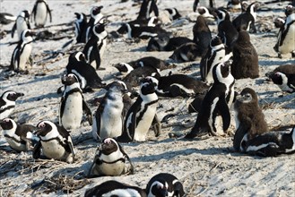 African Penguins (Spheniscus Demersus) at Boulders Beach (Simonstown) in South Africa